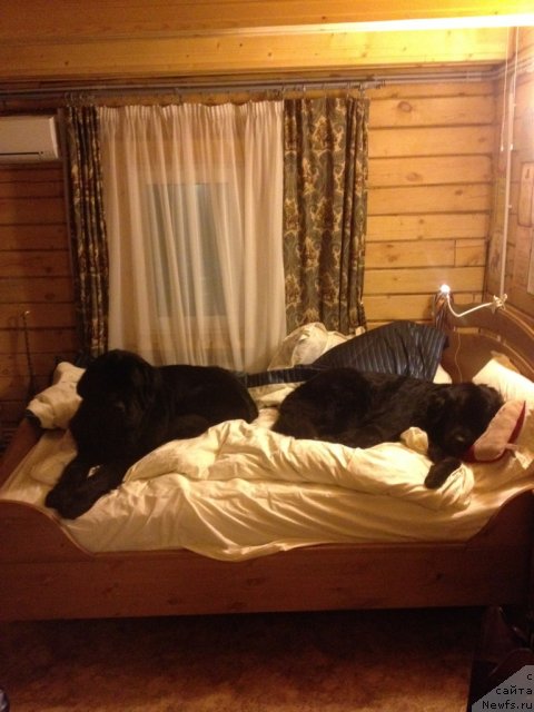 Фото: ньюфаундленд Бонни Флайт, ньюфаундленд Рестайлинг Фром Шипмэн