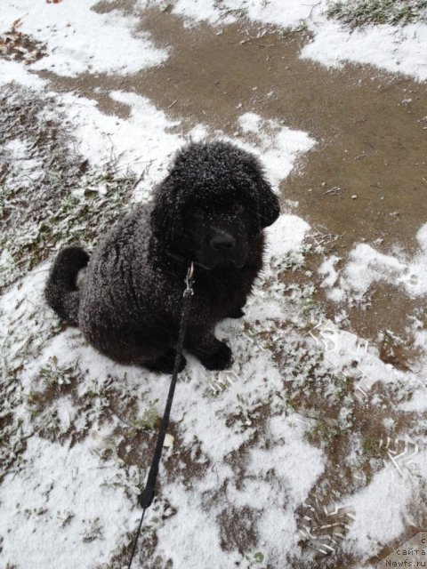 Фото: ньюфаундленд Ампаро де Диос Династия Совершенства (Amparo de Dios Dinastiya Soverchenstva)