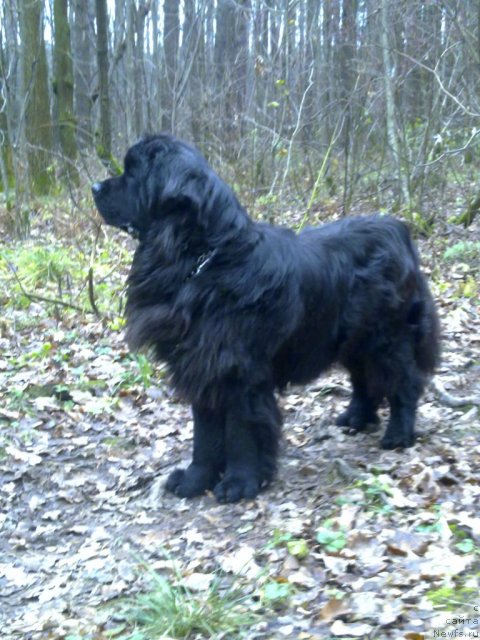 Фото: ньюфаундленд Рэш