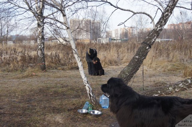 Фото: Александра Фетисова, ньюфаундленд Бегущая по Волнам Фогет Ми Нот