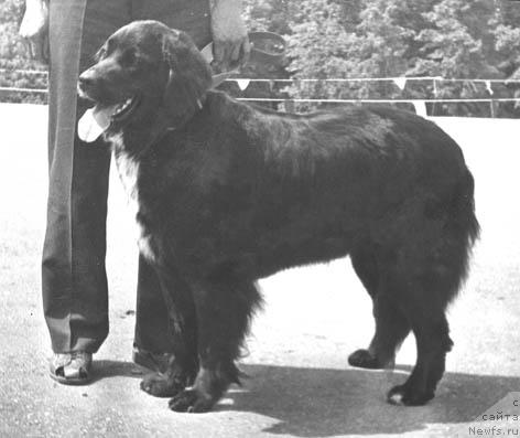 Фото: ньюфаундленд Чара Еви