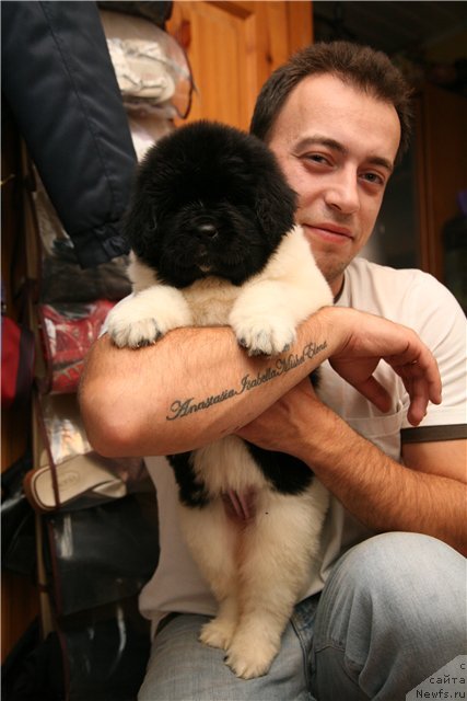 Фото: ньюфаундленд Степная Пальмира Ексклюзиве фор Латвия (Stepnaya Palmira Eksklusive For Latvia), Александр Розенфельд