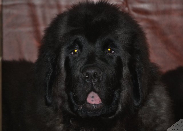 Фото: ньюфаундленд Симбад Покоритель Морей