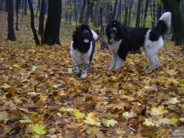 Фото: ньюфаундленд Bella Donna Barbaresco Super Mishka, ньюфаундленд Asterix Gall Strong Super Mishka