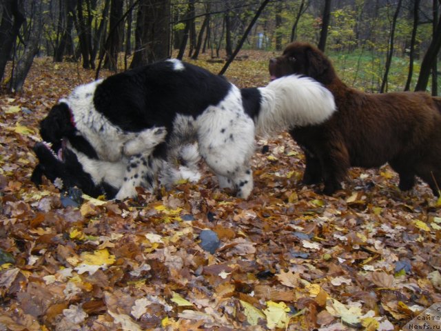 Фото: [d10111]- снизу, [d11133] - сверху, [d9040]- на подхвате