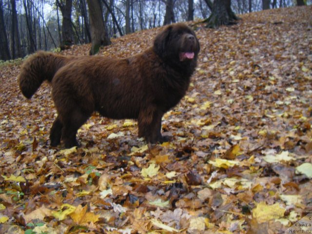 Фото: ньюфаундленд Октябрина с Берега Дона (Oktjabrina s Berega Dona)