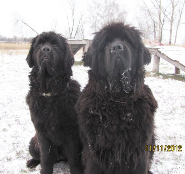 Фото: ньюфаундленд Бегущая по Волнам Царица Савская, ньюфаундленд Бегущая по Волнам Высшая Лига