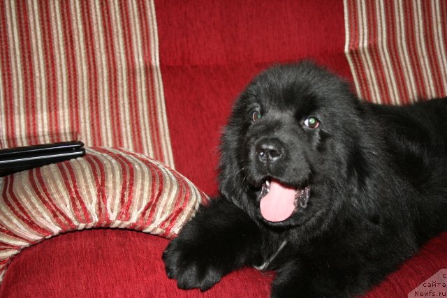 Фото: ньюфаундленд Супер Премиум Мармелад