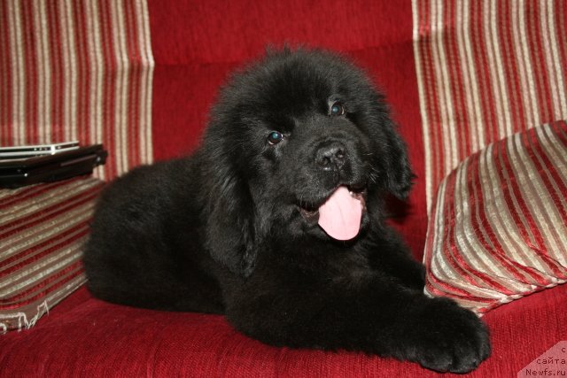 Фото: ньюфаундленд Супер Премиум Мерлин Монро