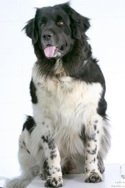 Фото: ньюфаундленд Юнона