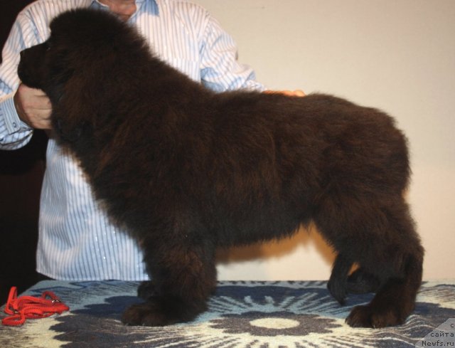 Фото: ньюфаундленд Ньюфорт Хай Борн