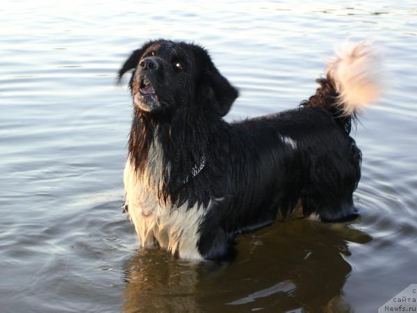 Фото: ньюфаундленд Юнона