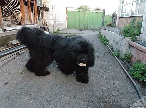 Фото: ньюфаундленд С'Нежная Вьюга Аутентико Гальяно (S'Nezhnaya Vjuga Autentikco Galliano)