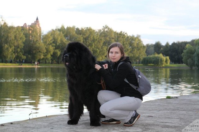 Фото: Наталья Колокольцева, ньюфаундленд Большая Медведица Бурбон