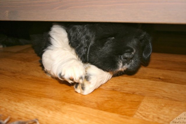 Фото: ньюфаундленд Сент Джонс Гламур Леди (Sent Djons Glamour Lady)