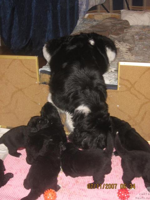 Фото: ньюфаундленд Юнона