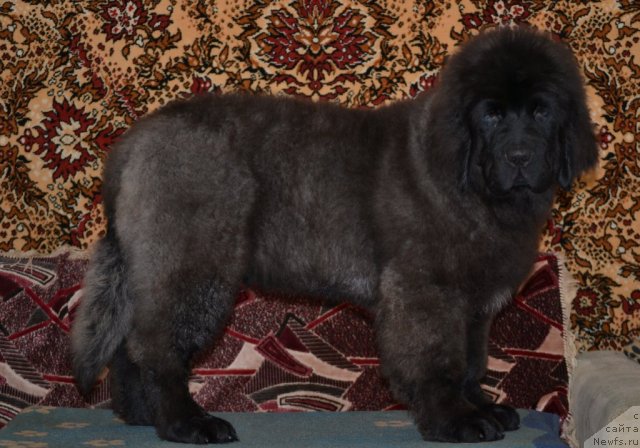 Фото: ньюфаундленд Симбад Покоритель Морей