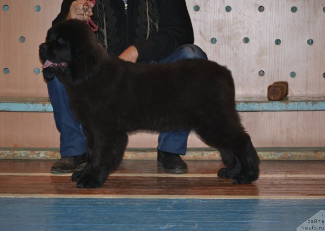 Фото: ньюфаундленд Скарлет О'Хара