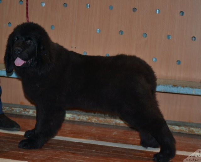 Фото: ньюфаундленд Скарлет О'Хара