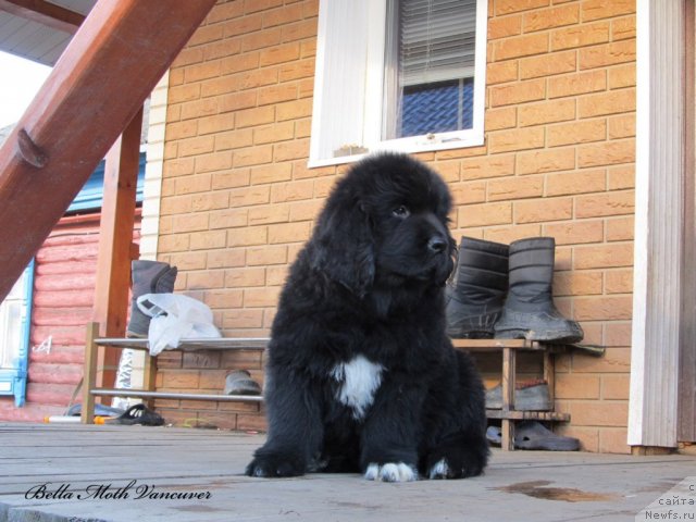 Фотография № 110974