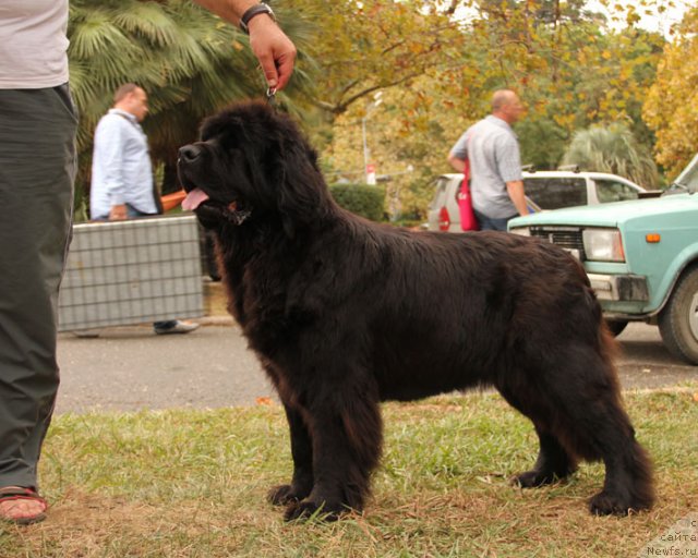 Фото: ньюфаундленд Ластёна с Берега Дона (Lastena s Berega Dona)