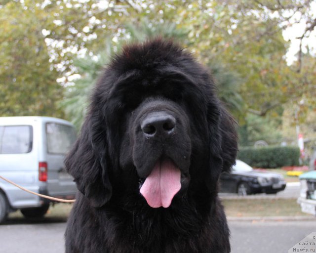 Фото: ньюфаундленд Ластёна с Берега Дона (Lastena s Berega Dona)