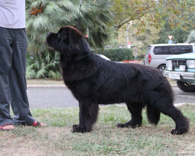 Фотография № 110981