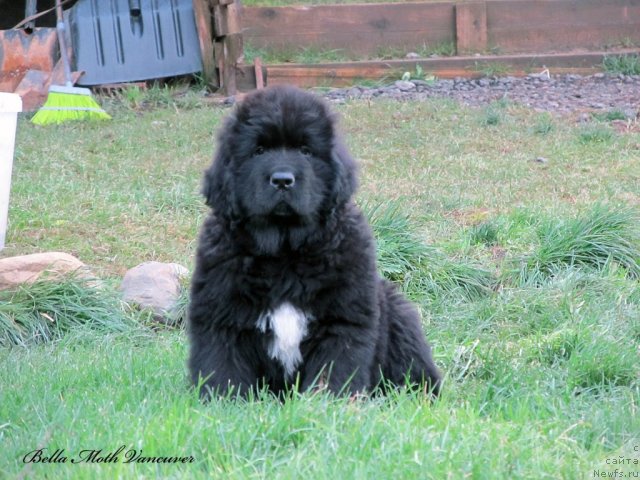 Фото: ньюфаундленд Бэлла Мосс Ванкувер