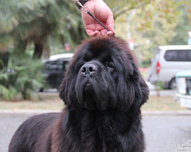 Фото: ньюфаундленд Сентябрина с Берега Дона (Sentyabrina s Berega Dona)