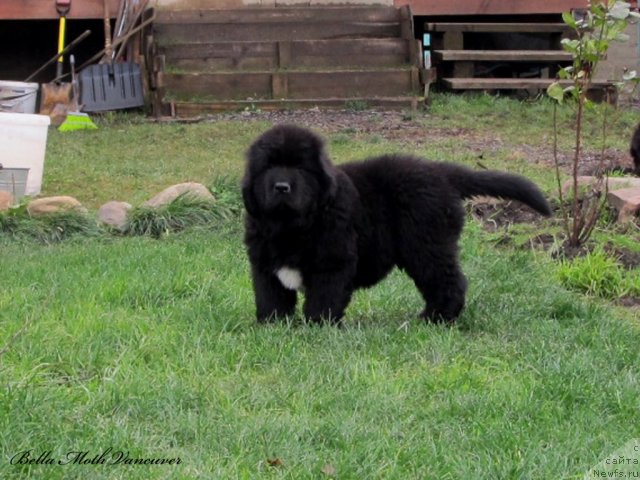 Фото: ньюфаундленд Бэлла Мосс Ванкувер