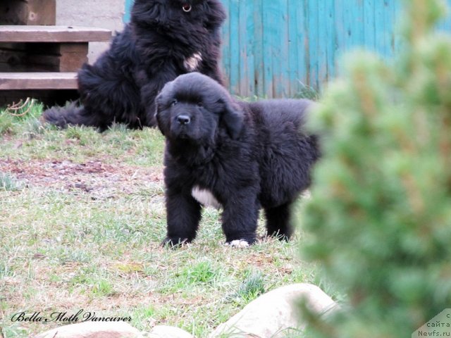 Фотография № 110985