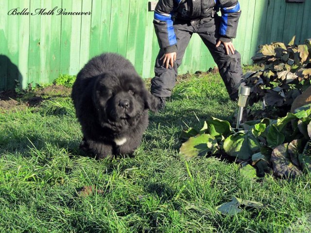 Фотография № 110988