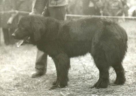 Фото: ньюфаундленд Джонни Айк