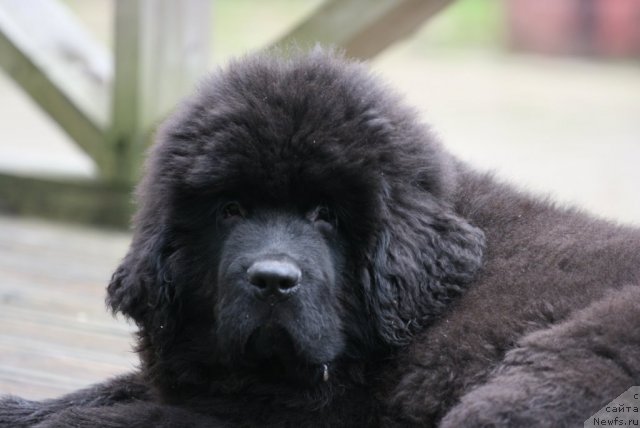 Фото: ньюфаундленд Акватория Келвин Онли Лав (Aquatoriya Kelvin Only Love)