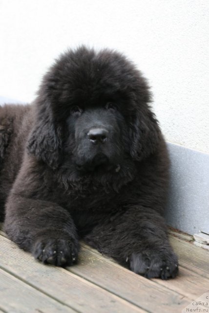 Фото: ньюфаундленд Акватория Келвин Онли Лав (Aquatoriya Kelvin Only Love)