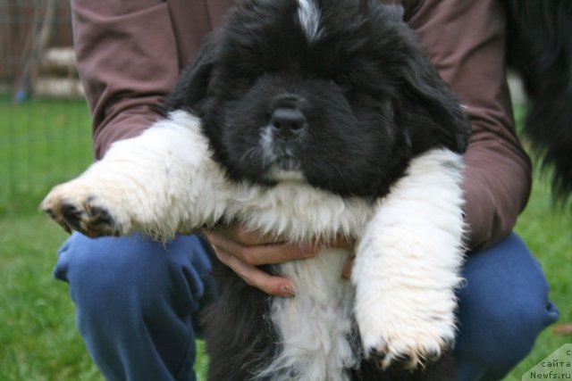 Фото: ньюфаундленд Сент Джонс Гламур Леди (Sent Djons Glamour Lady)