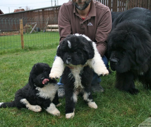 Фото: ньюфаундленд Сент Джонс Гламур Леди (Sent Djons Glamour Lady)