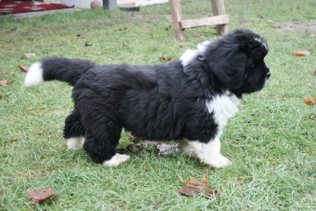 Фото: ньюфаундленд Сент Джонс Гламур Леди (Sent Djons Glamour Lady)