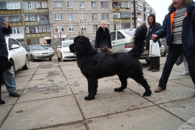 Фотография № 111033