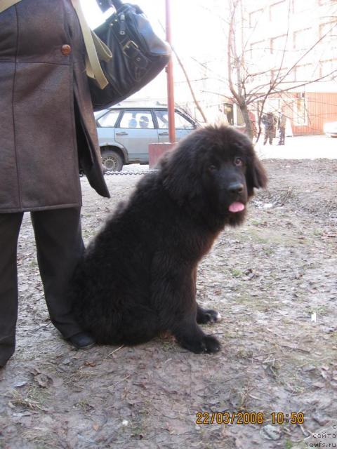 Фото: ньюфаундленд Бесси Вечерняя Звезда