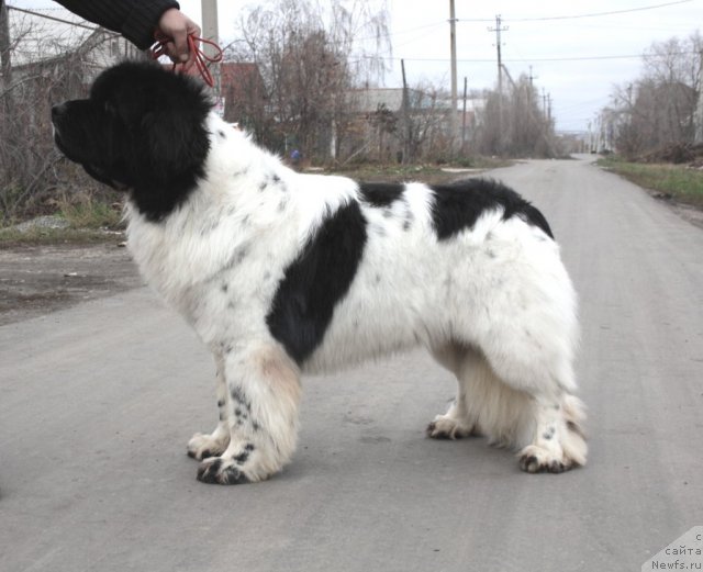 Фотография № 111069