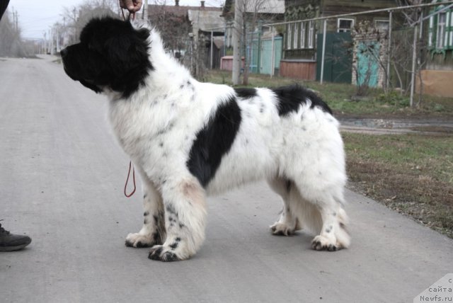 Фотография № 111070