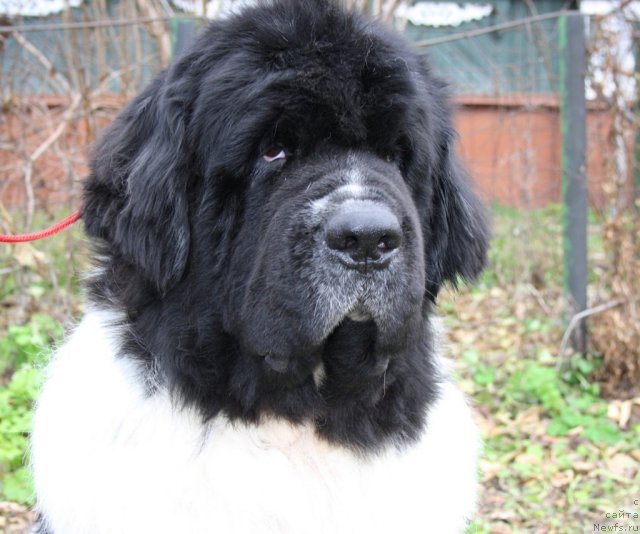 Фото: ньюфаундленд Супер Бизон Батон