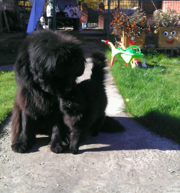 Фото: ньюфаундленд Рафаэлла Бриллианс Черная Жемчужина, Самсон