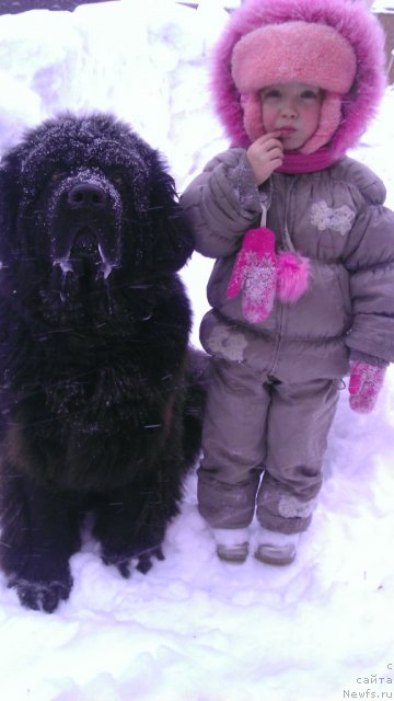 Фото: ньюфаундленд Рафаэлла Бриллианс Черная Жемчужина, Лизочка