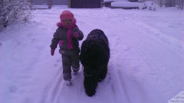 Фото: ньюфаундленд Рафаэлла Бриллианс Черная Жемчужина, Лизочка