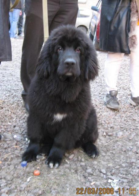 Фото: ньюфаундленд Балустар де Мантальчино