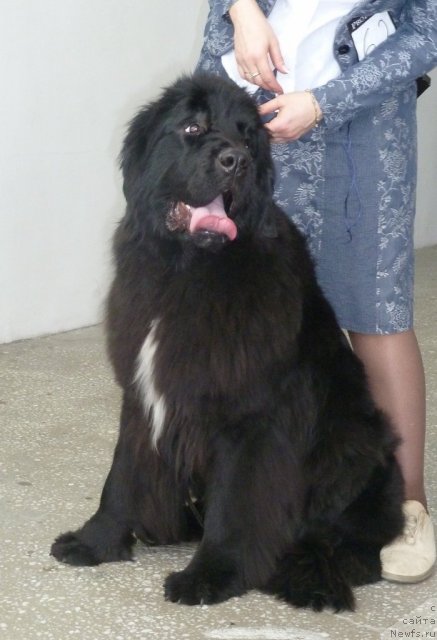 Фото: ньюфаундленд Newettas Ice Princess Of Denmark