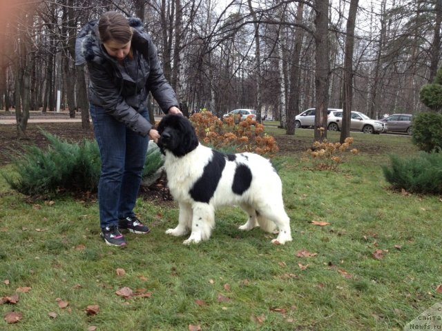 Фото: ньюфаундленд Cristalmarnewfy Christmas Dream