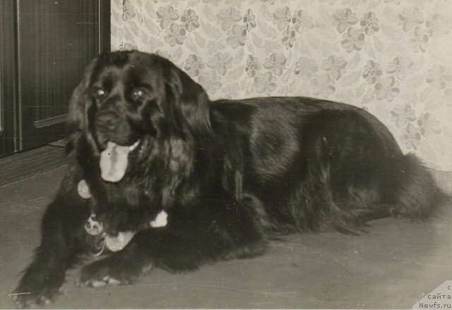 Фото: ньюфаундленд Джесси Ют Стар